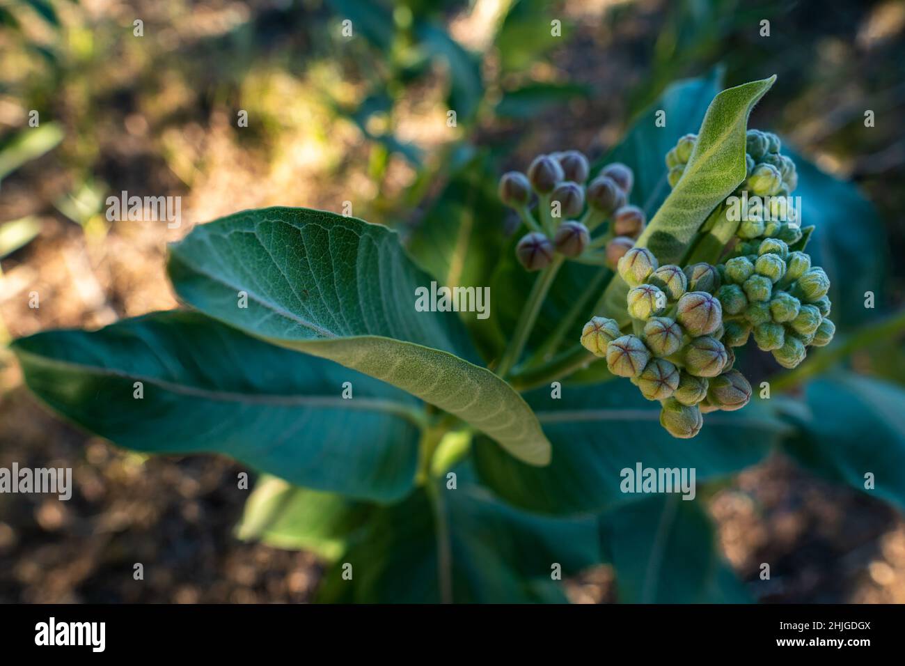 Milchkrautkraut (Asclepias syriaca) in der Frühsaison beginnt in der Nähe des Halverson Lake im Canyon County in Idaho zu blühen. Stockfoto