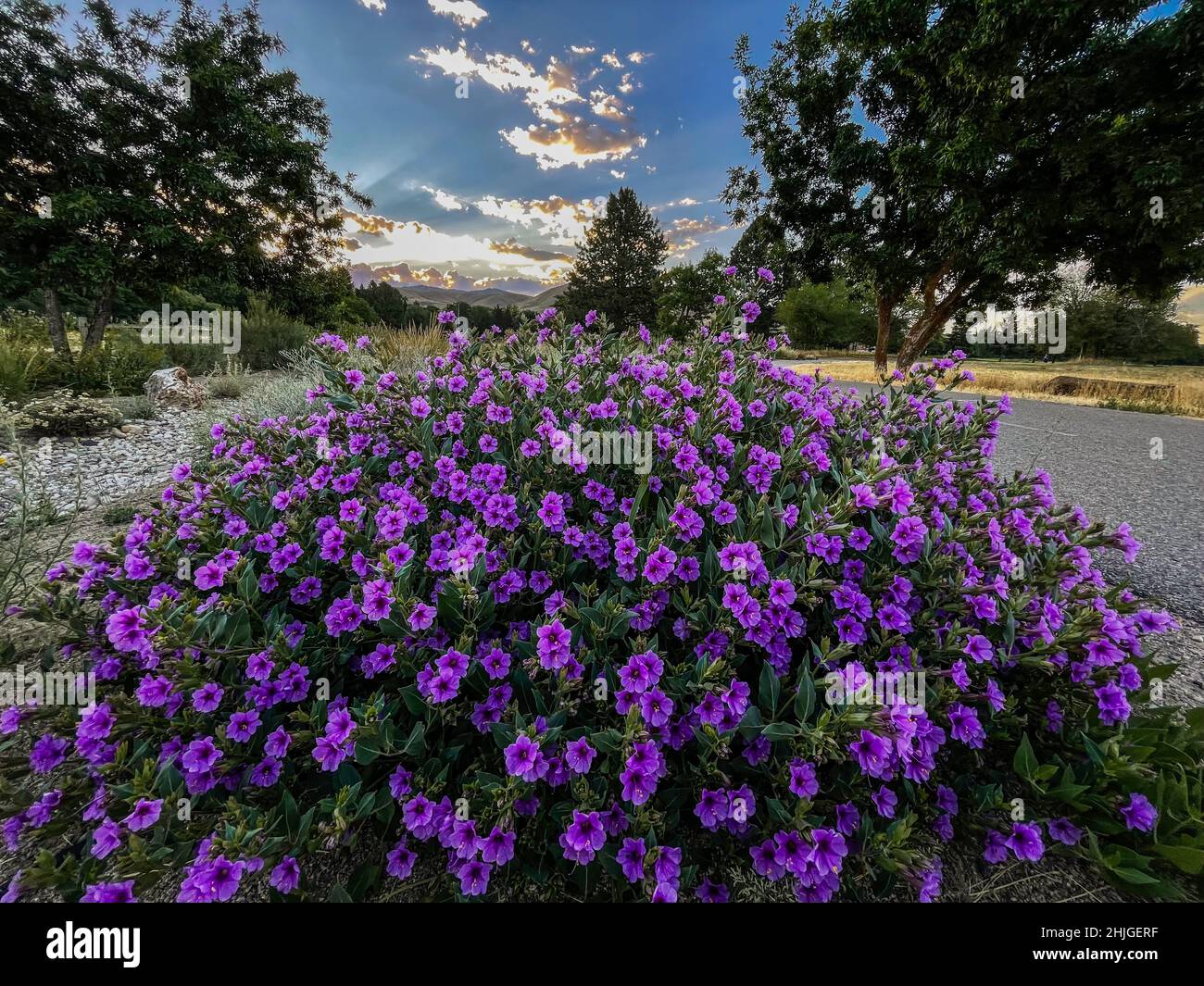 Four O'Clock (Mirabilis) im Boise's Warm Springs Park bei Sonnenaufgang. Stockfoto