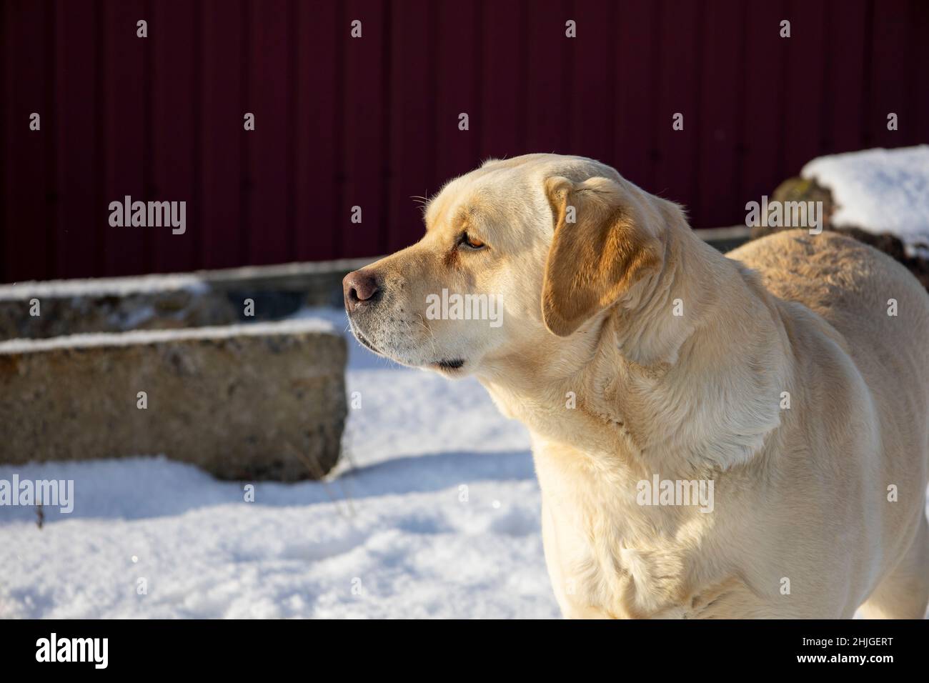Erwachsener labrador-Hund mit Blick nach vorne Stockfoto