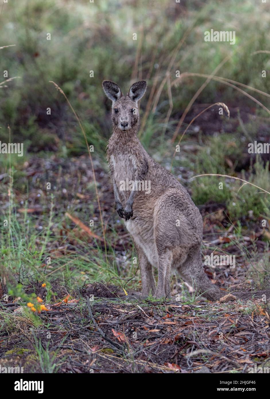 Östlichen Grey Kangaroo, Macropus giganteus Stockfoto