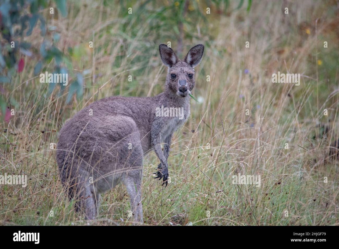 Östlichen Grey Kangaroo, Macropus giganteus Stockfoto