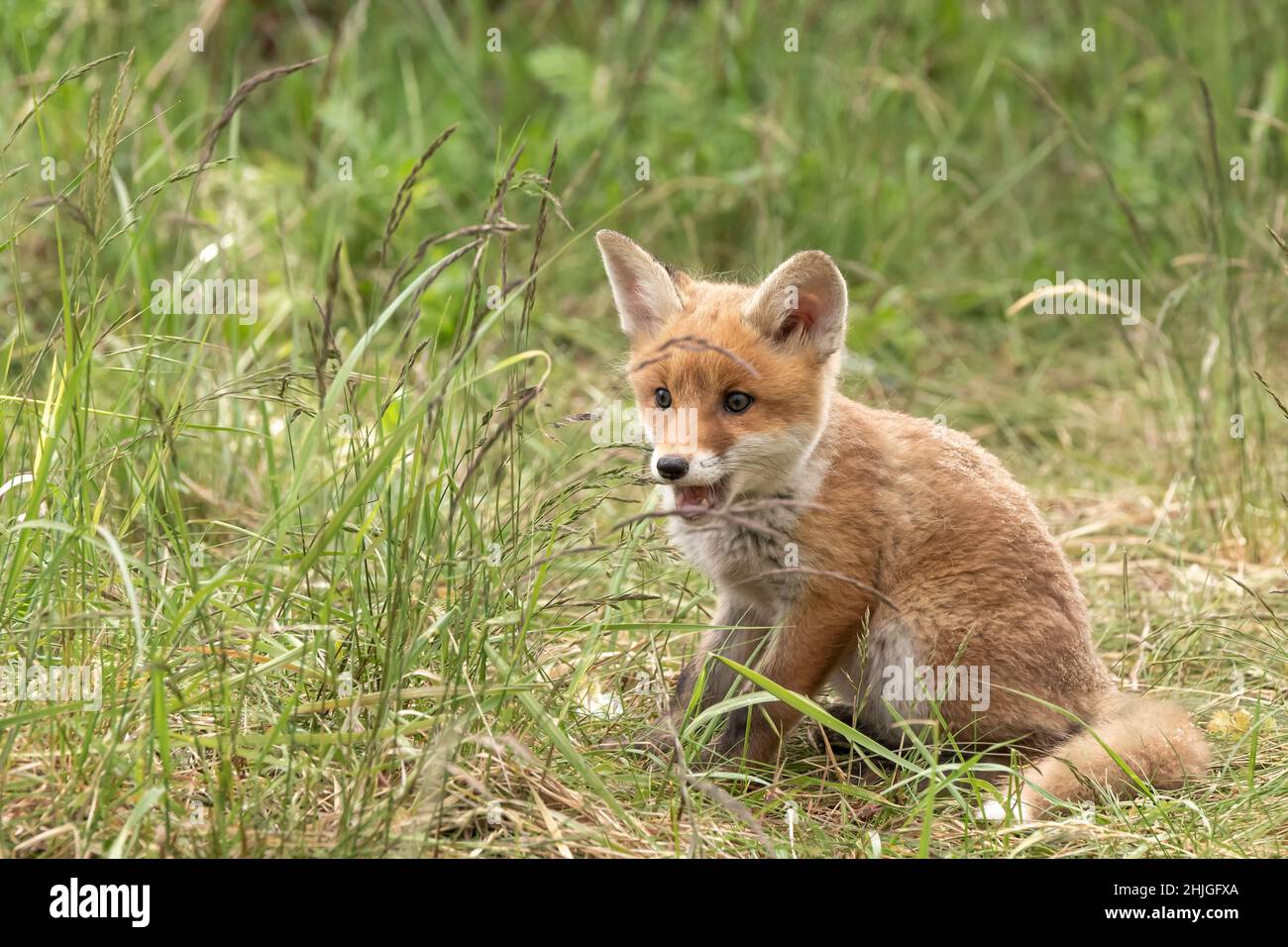 Kleiner Rotfuchs-Welpe, der im Gras sitzt Stockfoto