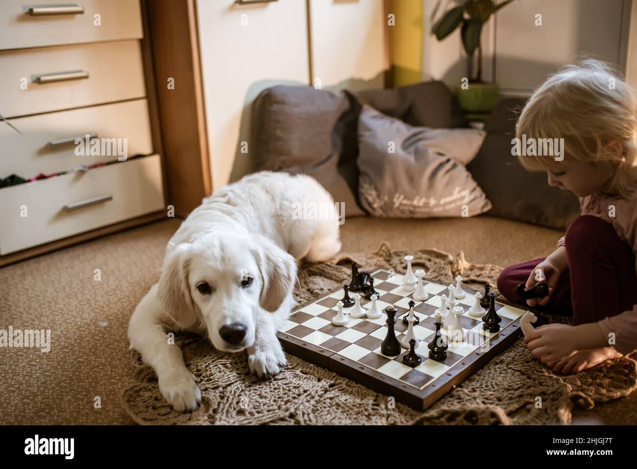 Ein Kind spielt Schach, indem es Schachfiguren auf einem Schachbrett bewegt. Golden Retriever Welpen neben Baby spielen auf ihre eigene Stockfoto
