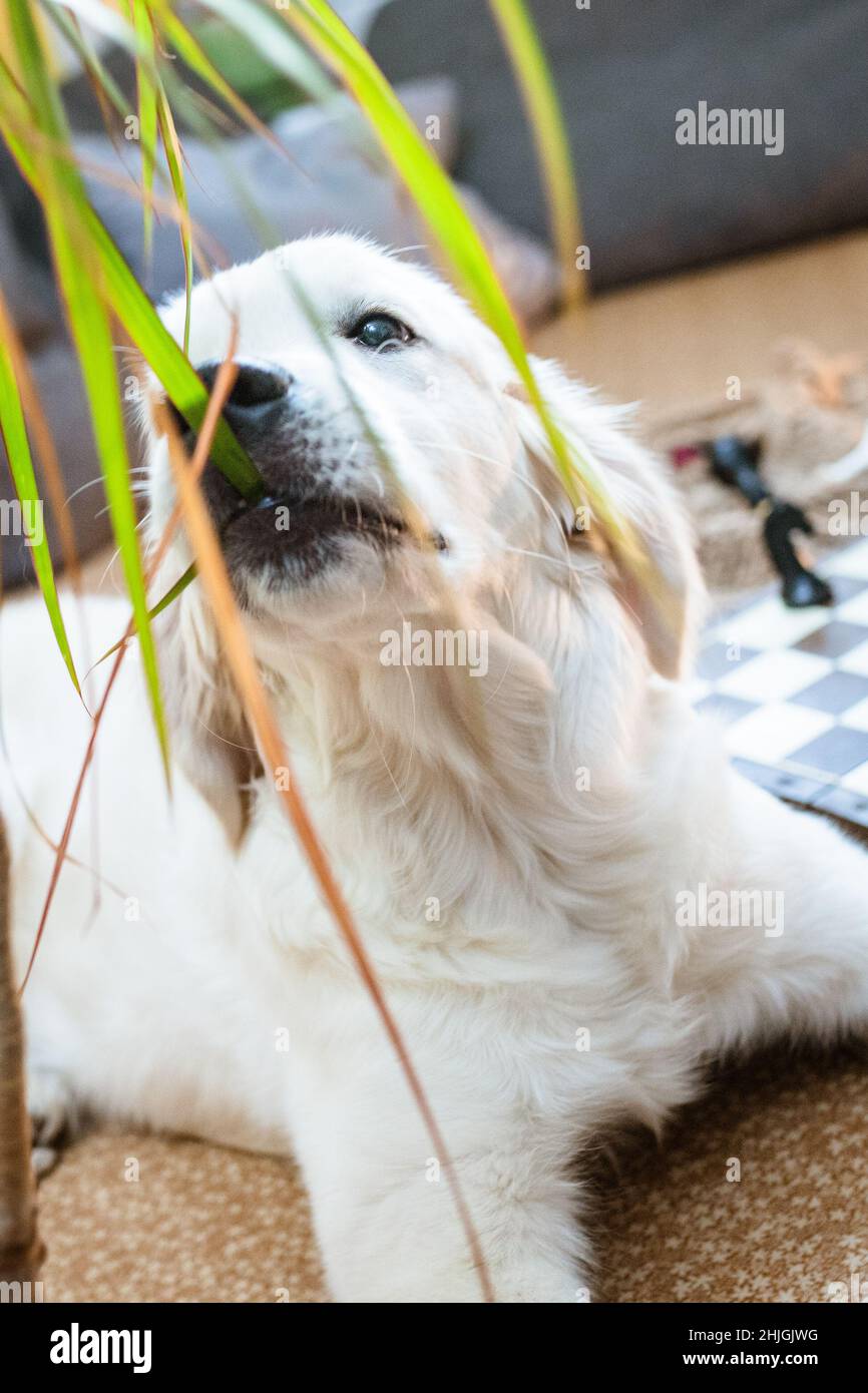 Ein lustiger goldener Retriever-Welpe liegt auf dem Boden in der Nähe der Couch und versteckt seine Nase in Dracaena-Blättern. Stockfoto