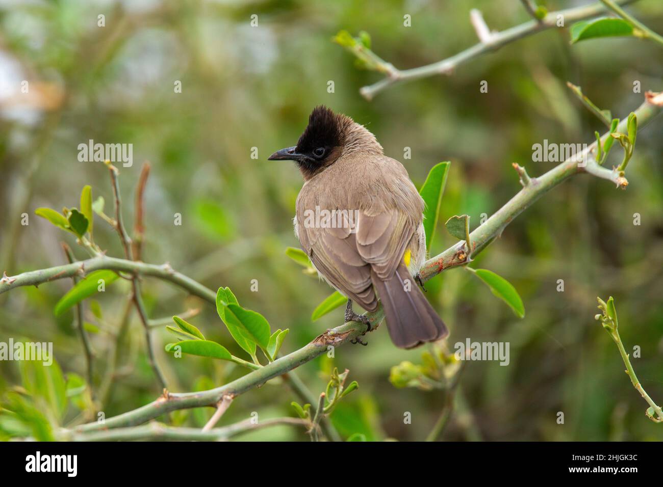 Common Bulbul Pycnonotus barbatus Mopane, Kruger National Park, Südafrika 18. August 2018 Erwachsener Pycnonotidae Stockfoto