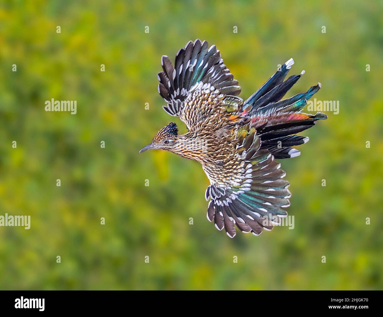 Greater Roadrunner Geococcyx californianus Amado, Santa Cruz County, Arizona, Vereinigte Staaten 12 December 2018 Adult Cuculidae Stockfoto