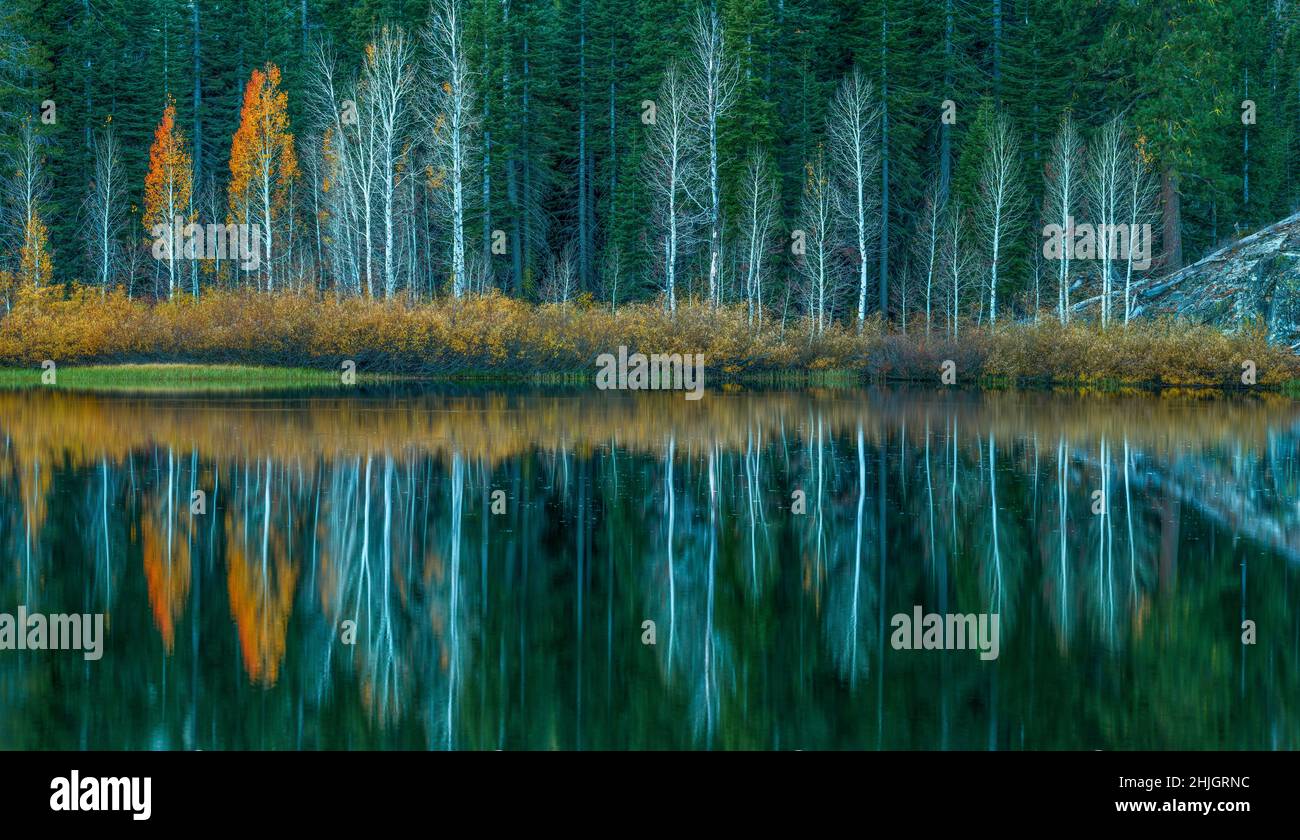 Aspen, Populus Tremula, Weiden, Gold Lake, Plumas National Forest, Kalifornien Stockfoto