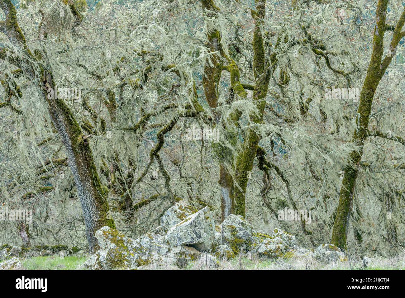Valley Oaks, Quercus lobata, Yorkville Highlands, Mendocino County, Kalifornien Stockfoto