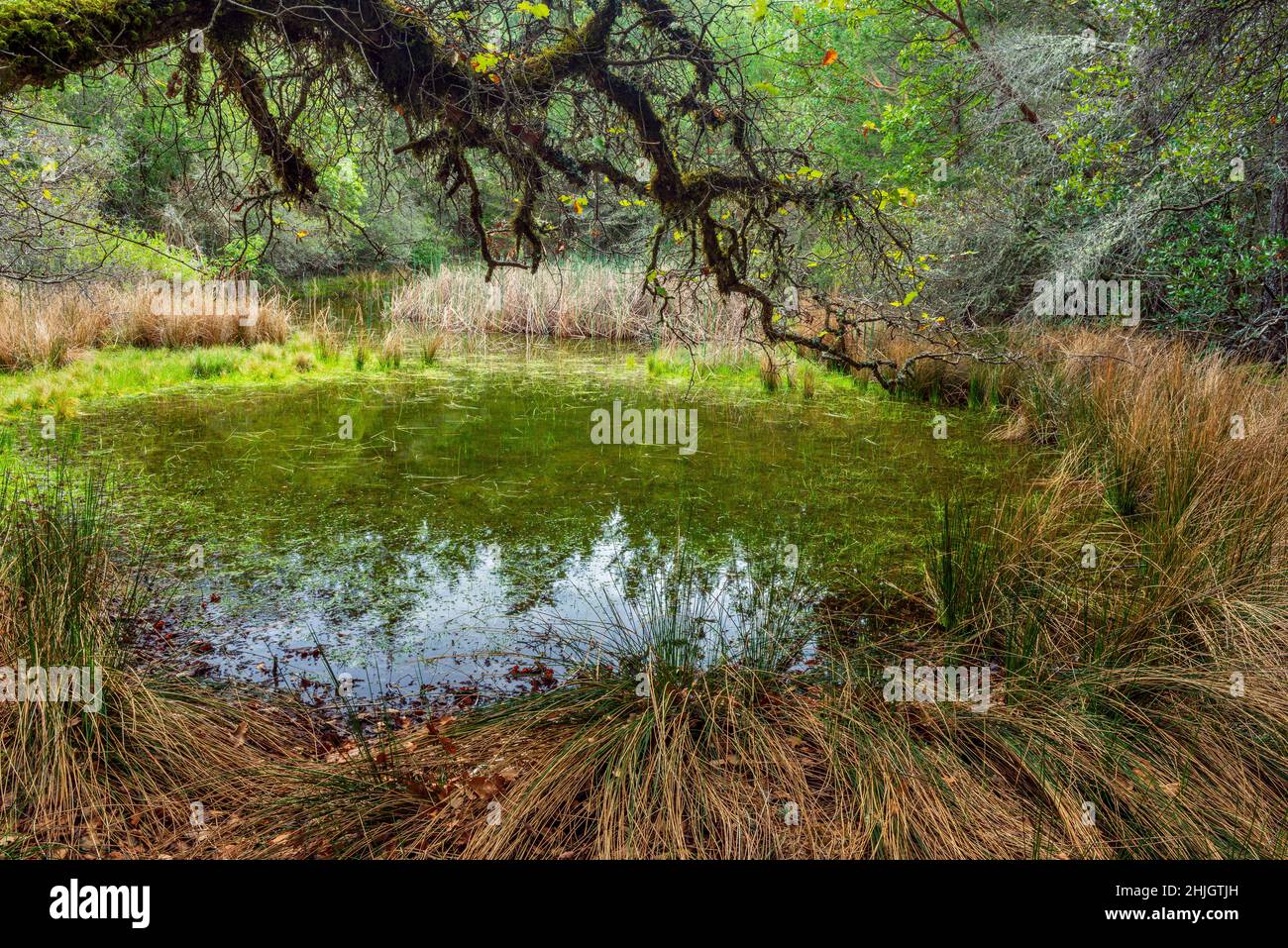 High Marsh, Mount Tamalpais State Park, Marin County, Kalifornien Stockfoto