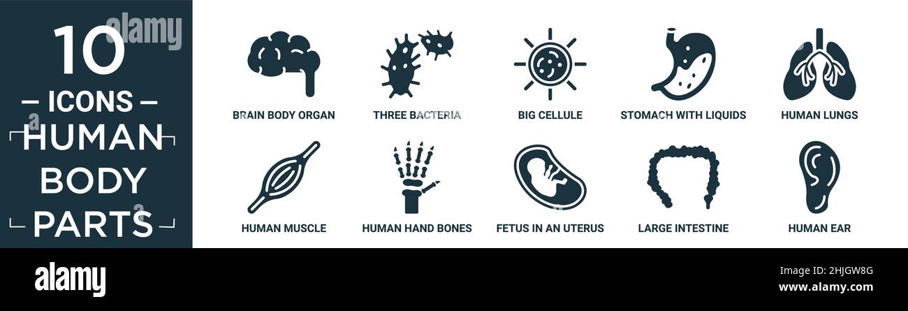 Gefüllte menschliche Körperteile Icon-Set. Enthalten flache Gehirn Körperorgan, drei Bakterien, große Zellel, Magen mit Flüssigkeiten, menschliche Lunge, Menschliche Muskeln, menschliche h Stock Vektor