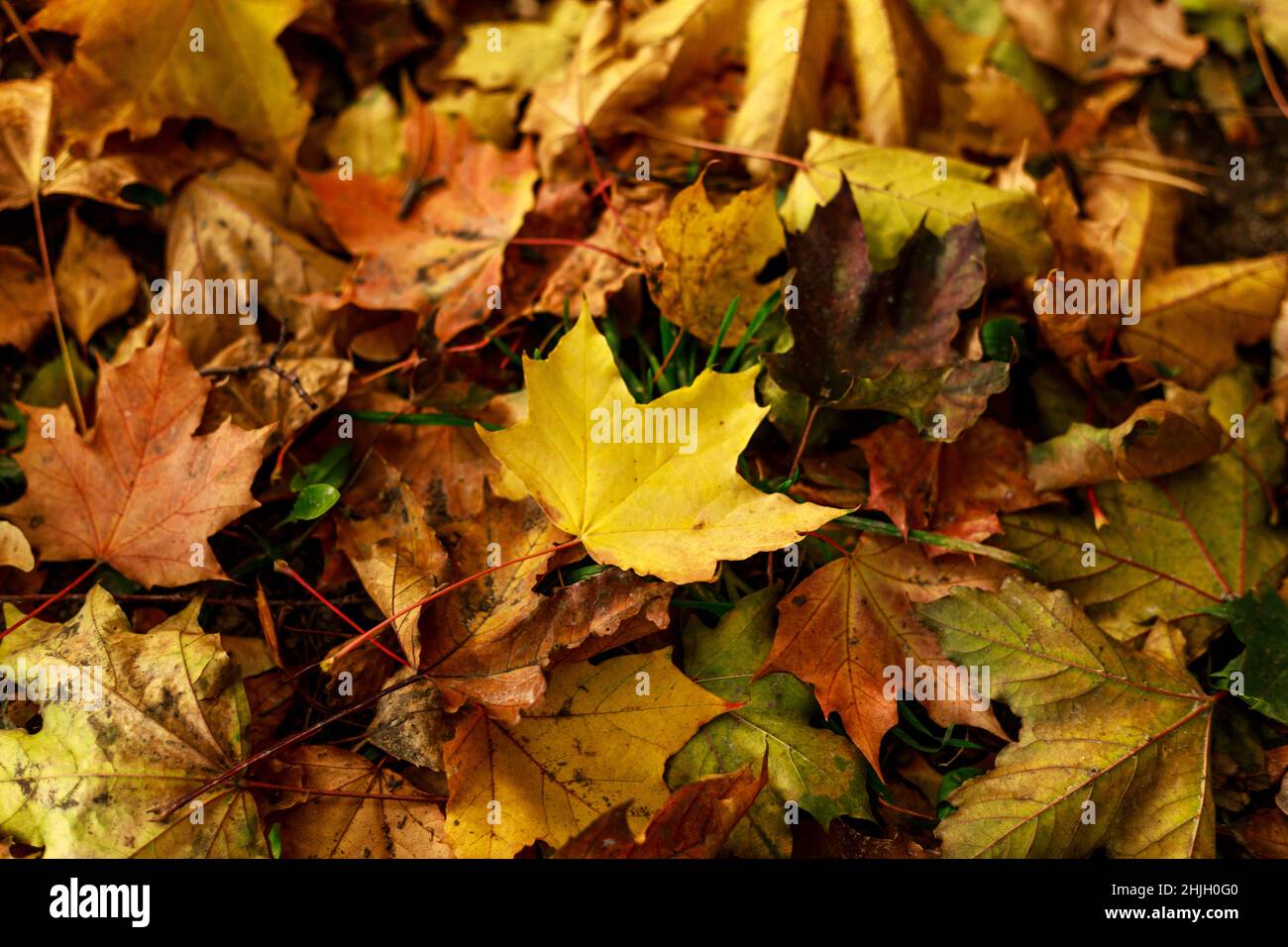 Makro-Foto von gelbem Ahornblatt auf dem Boden. Herbstblätter im herbstlichen Park. Herbststimmung. Geringe Schärfentiefe. Softfokus-Fotografie. Se Stockfoto