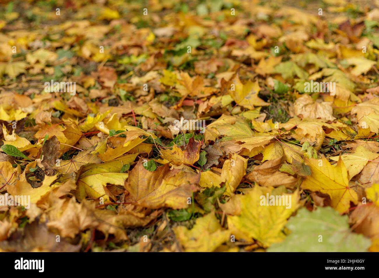 Gefallene Ahornblätter auf dem Gras. Makrofoto von gelbem Laub an einem sonnigen Tag. Saisonales Landkonzept. Herbstliche Parkfotografie mit sanftem Fokus. Stockfoto