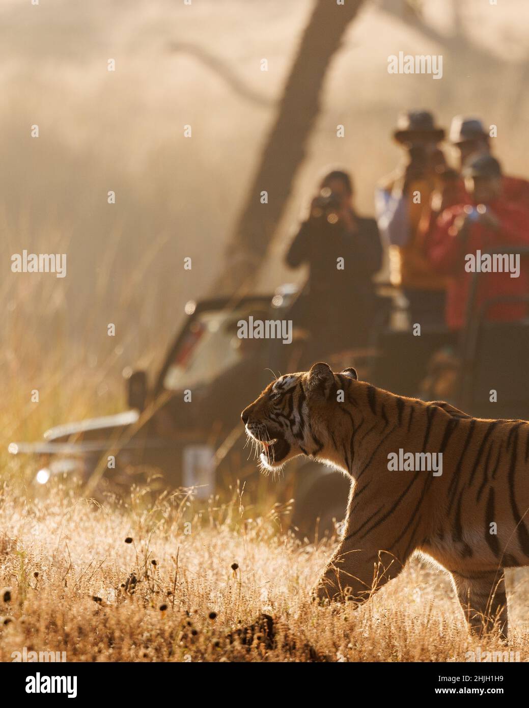 Vertikale Aufnahme von Menschen, die Fotos von der malerischen Aussicht auf den schönen Tiger in seinem Lebensraum machen Stockfoto