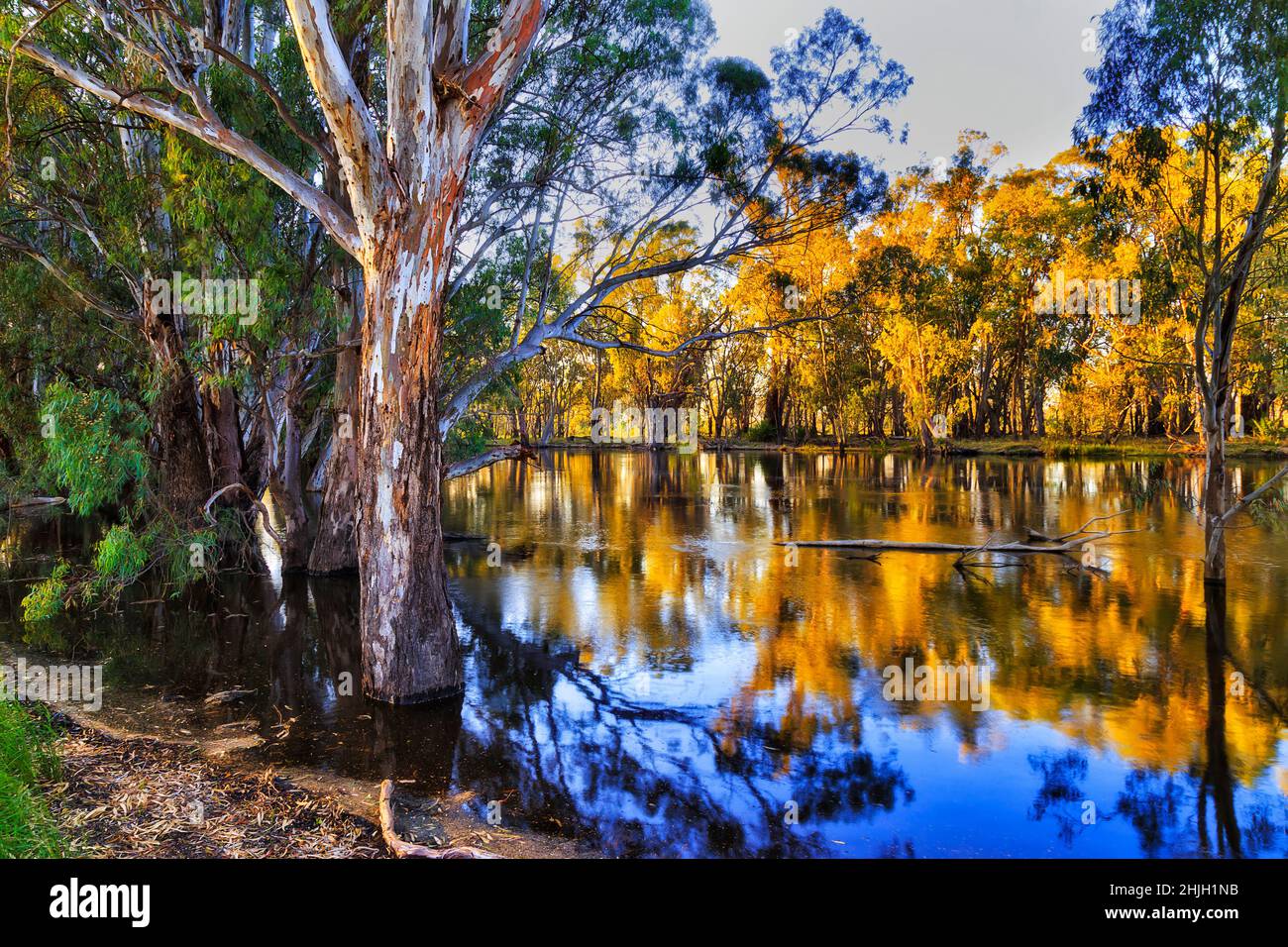 Kaugummibäume, die vom Murrumbidgee-Fluss in Balranald im australischen Outback überflutet werden. Stockfoto