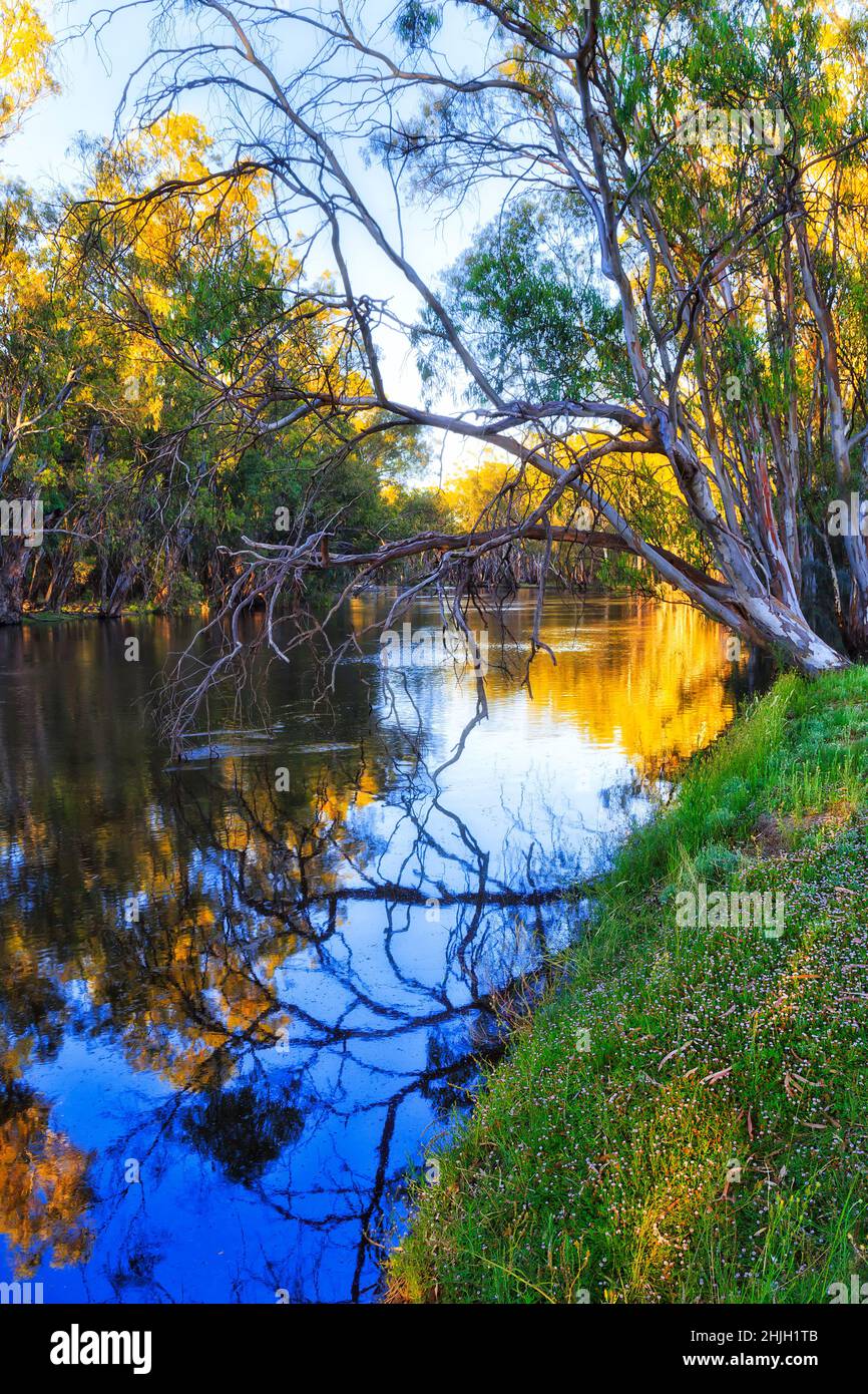 Wildblumen am Ufer des Murrumbidgee River in Balranald, einer Stadt im ländlichen Outback australiens. Stockfoto