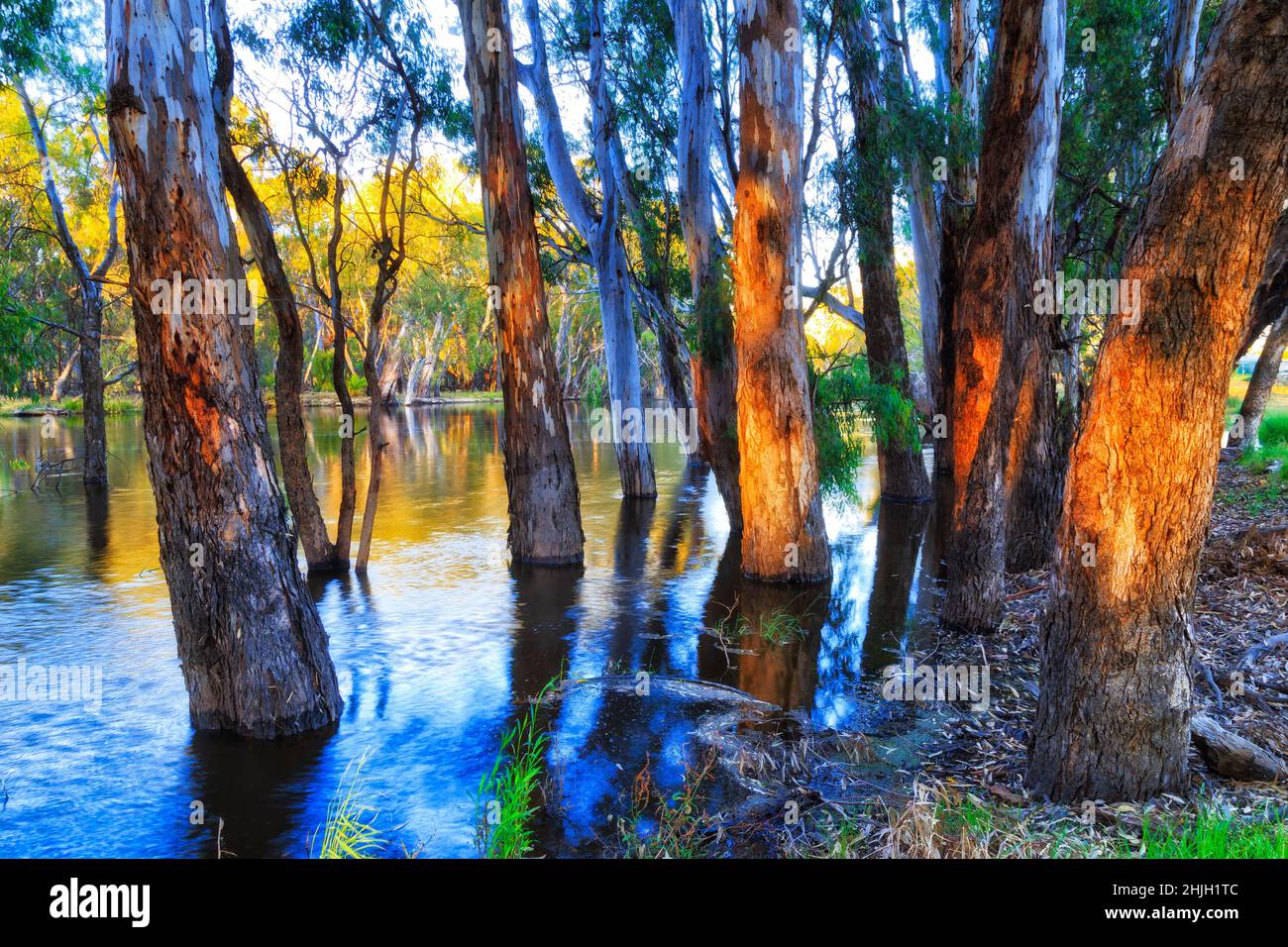 Dicke Kaugummistämme an den Seiten des Murrumbidgee-Flusses in Balranald, der Stadt im abgelegenen Outback in Australien. Stockfoto