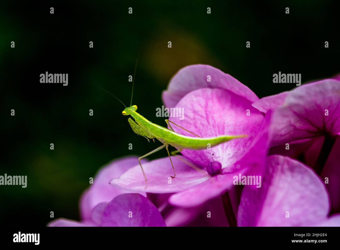 Eine grüne Gottesanbeterin, die auf der Blume steht Stockfoto