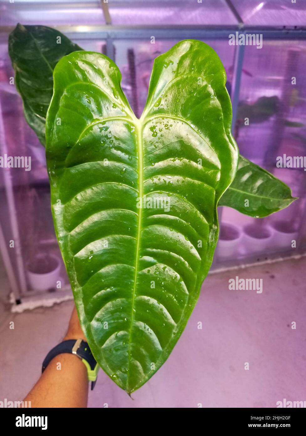 Schönes geripptes und langes Blatt der Anthurium Veitchii breiten Version Stockfoto