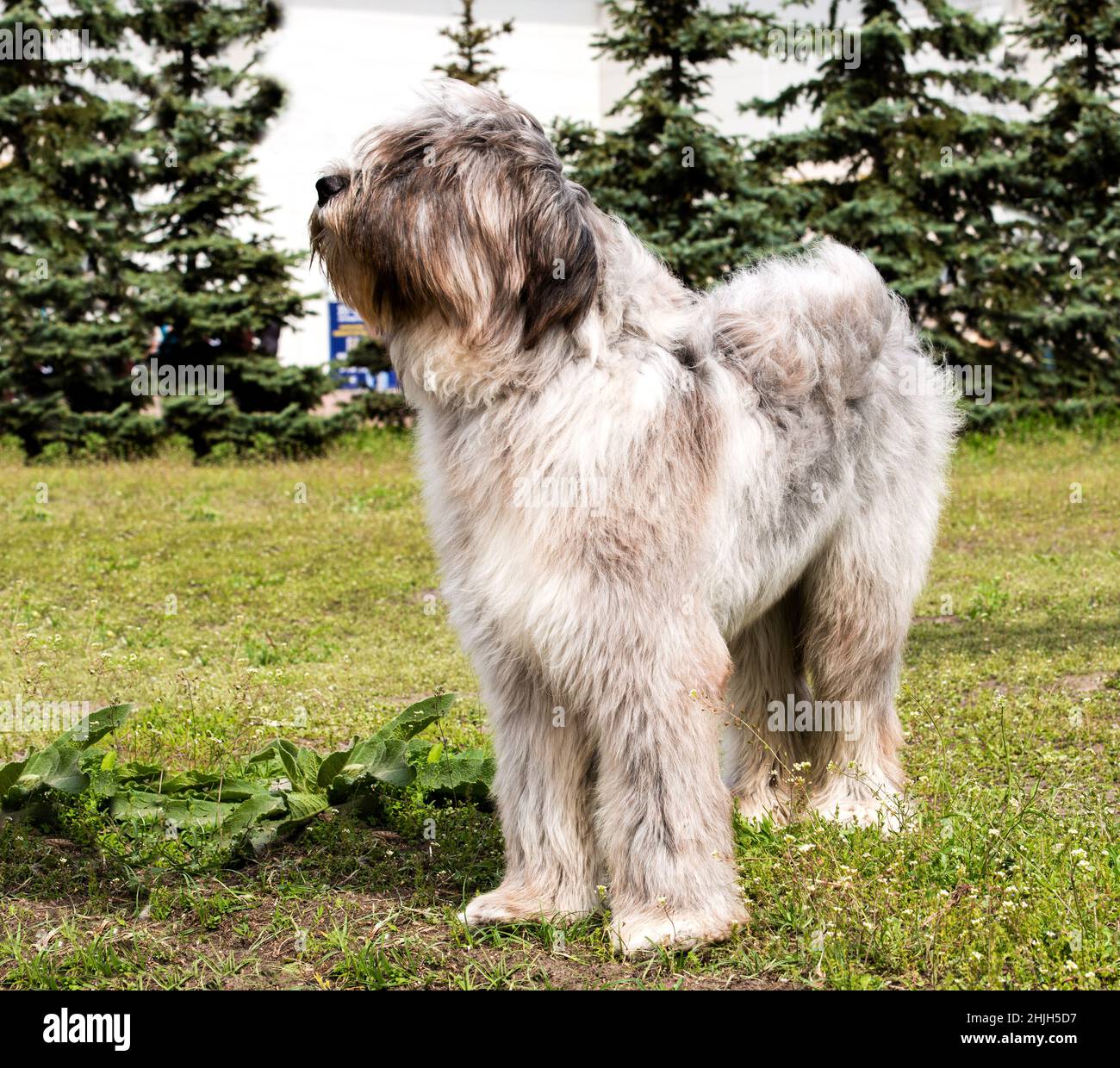 Briard steht. Der Briard steht auf dem Rasen im Park. Stockfoto