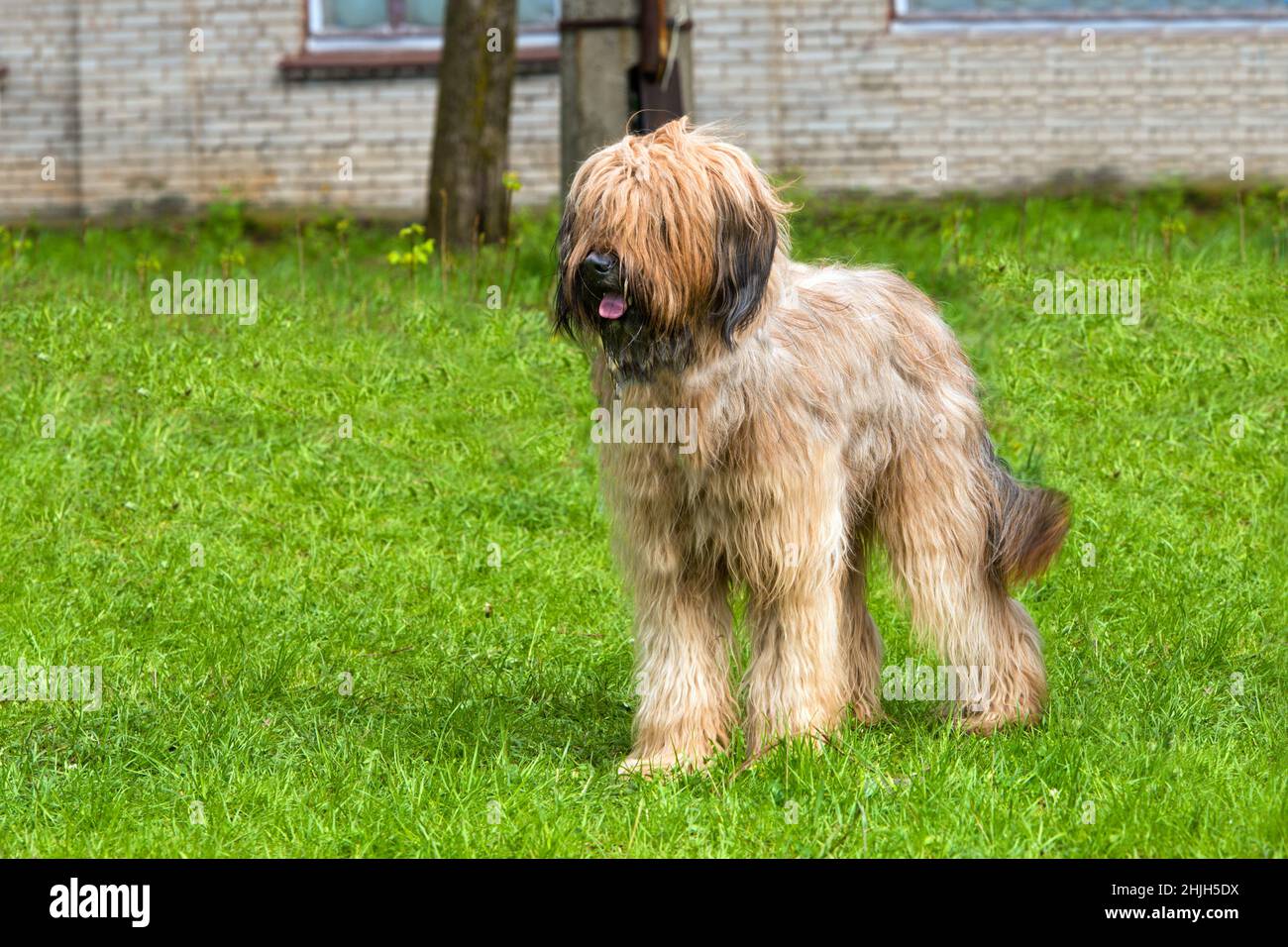 Briard steht. Der Briard steht auf dem Rasen im Park. Stockfoto