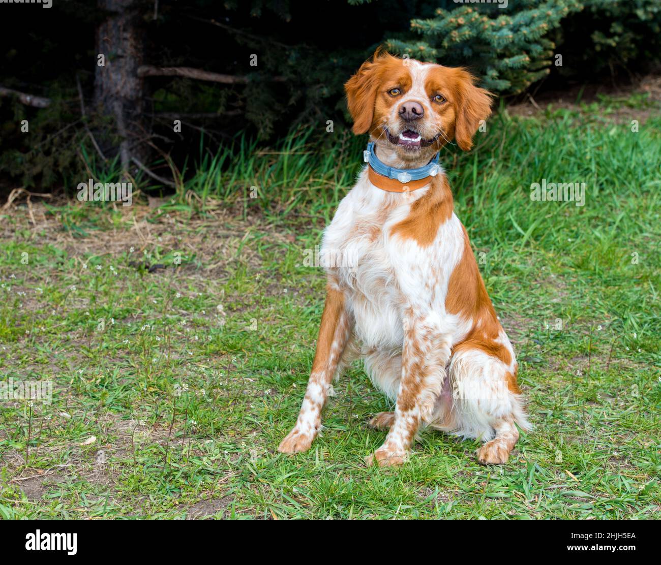 Das Epagneul Breton, Die Bretagne. Das Epagneul Breton sitzt im Gras des Parks. Stockfoto