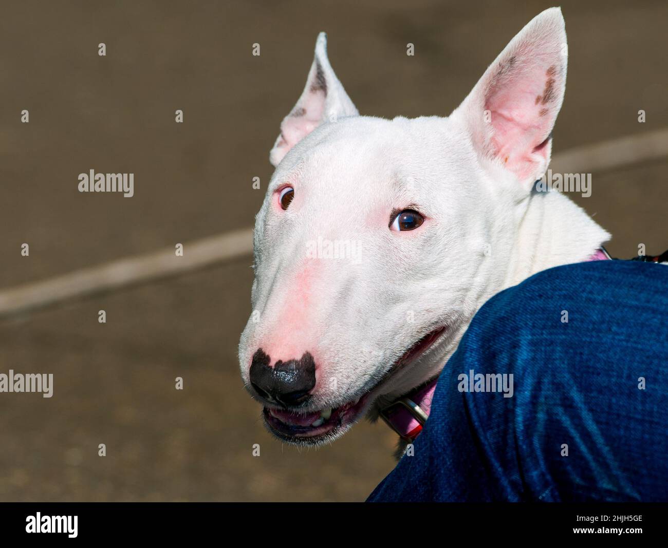 Bull Terrier-Porträt. Bull Terrier Portrait ist im Park. Stockfoto