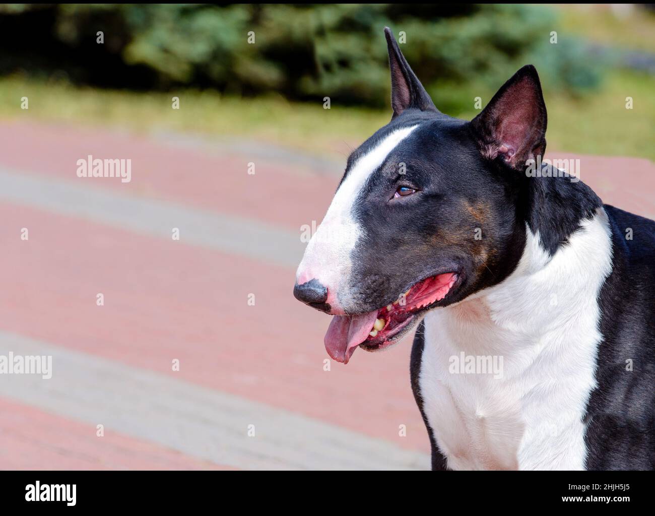 Bull Terrier schwarz-weißes Porträt. Bull Terrier schwarz und weiß ist auf dem Park. Stockfoto