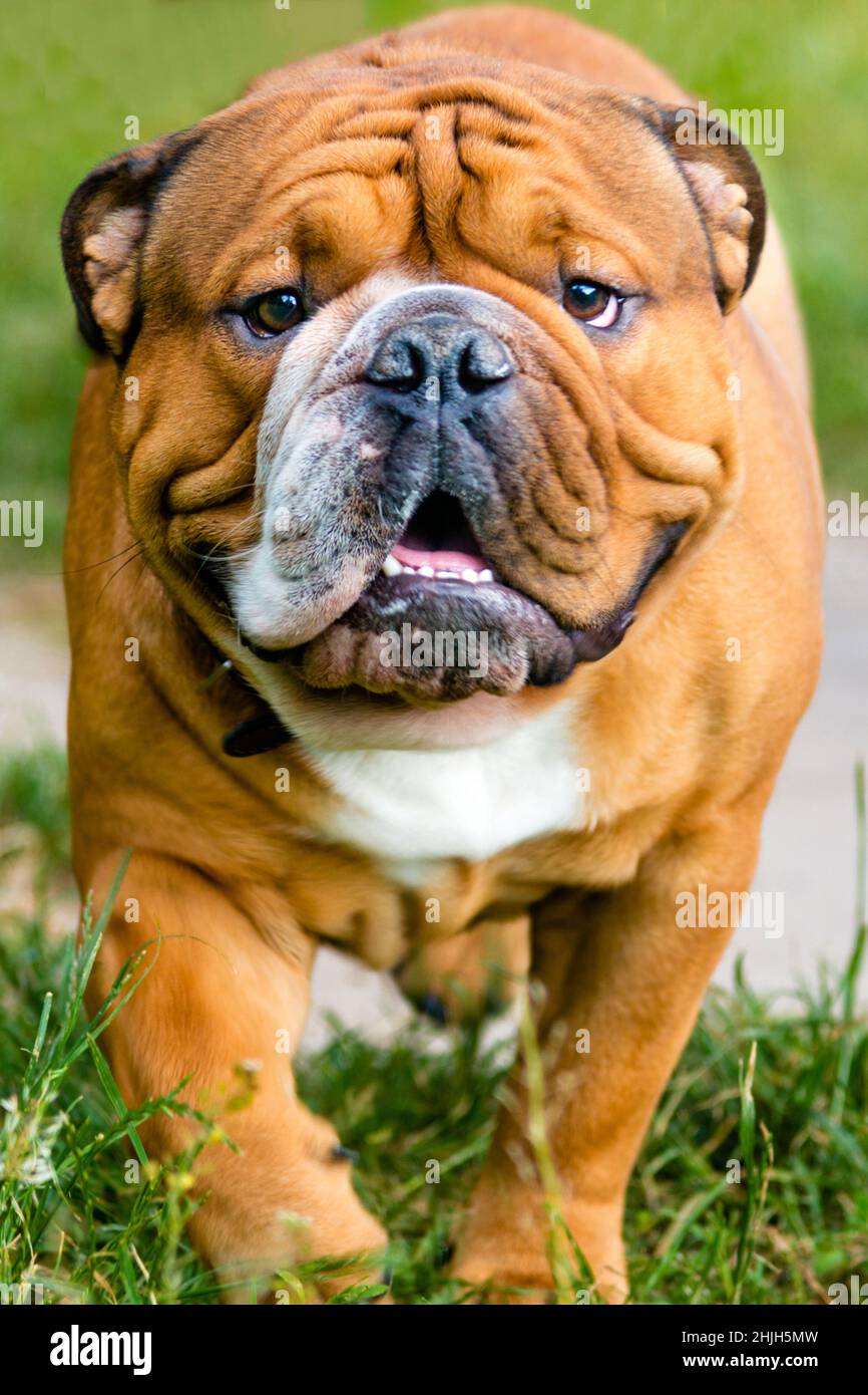Bulldog im Gesicht. Bulldog steht auf dem grünen Gras. Stockfoto