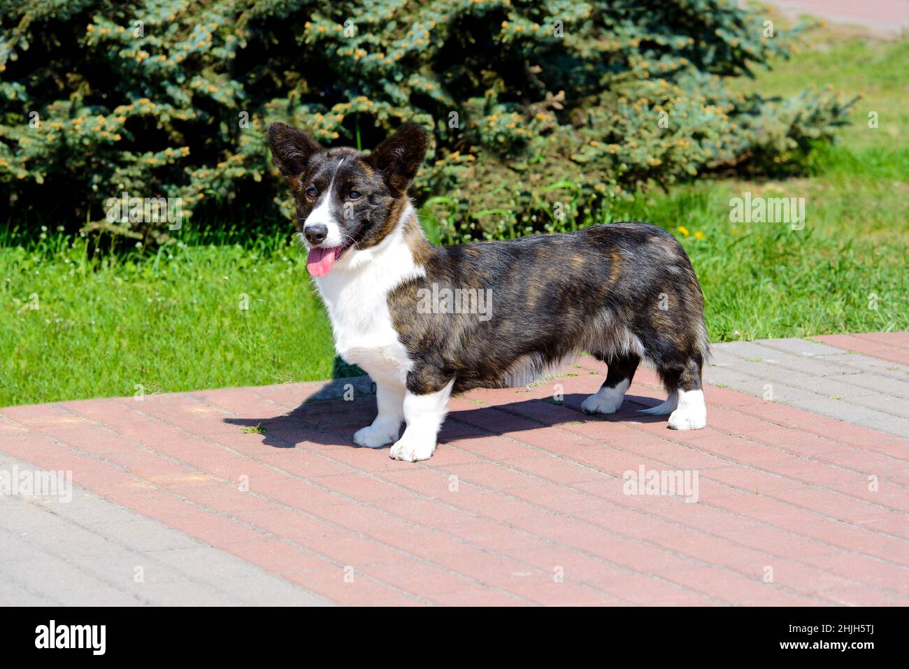 Cardigan Welsh Corgi schaut in die Kamera. Der Cardigan Welsh Corgi steht im Stadtpark. Stockfoto