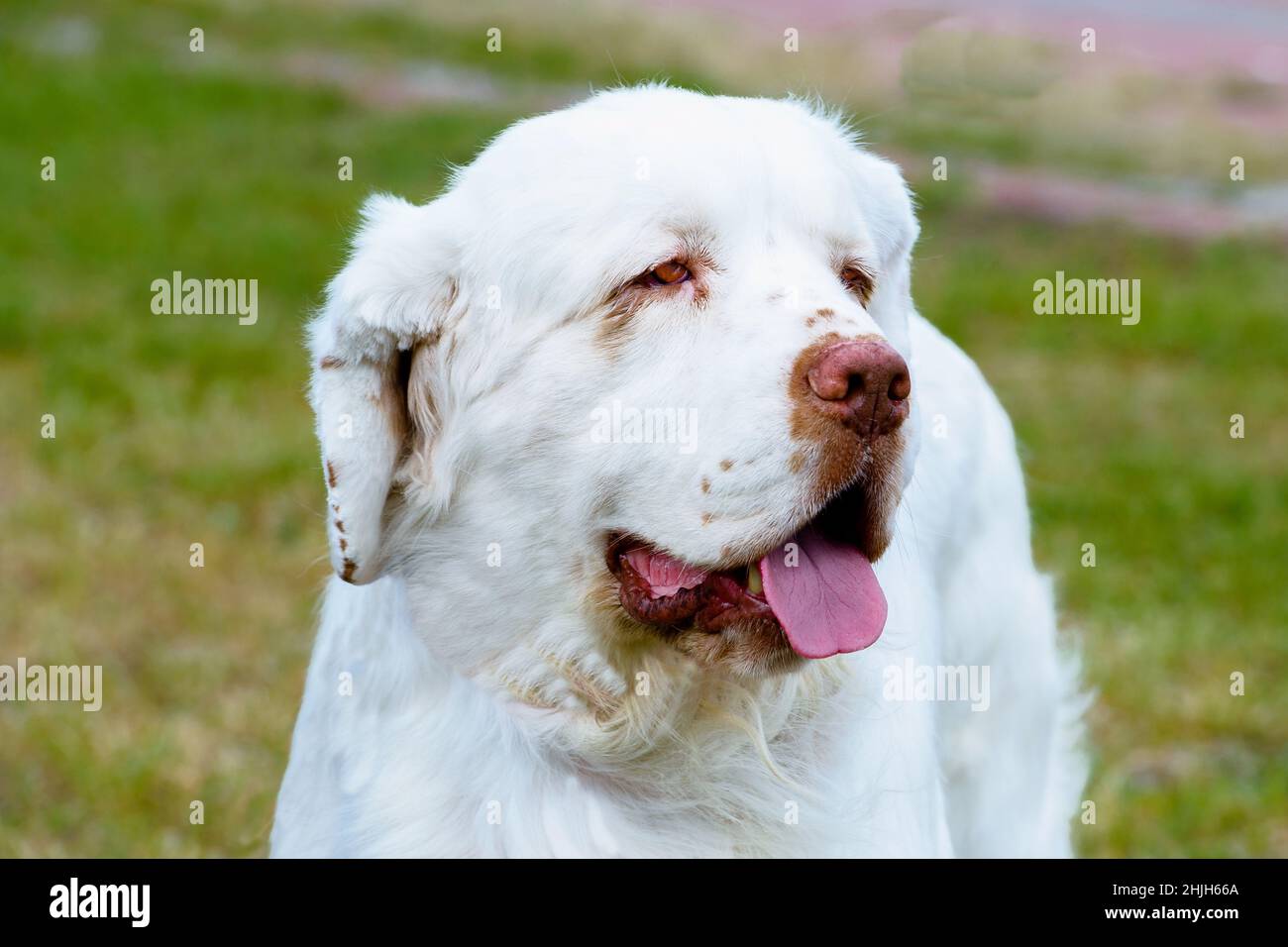Porträt von Clumber Spaniel. Der Clumber Spaniel steht auf dem Rasen im Park. Stockfoto