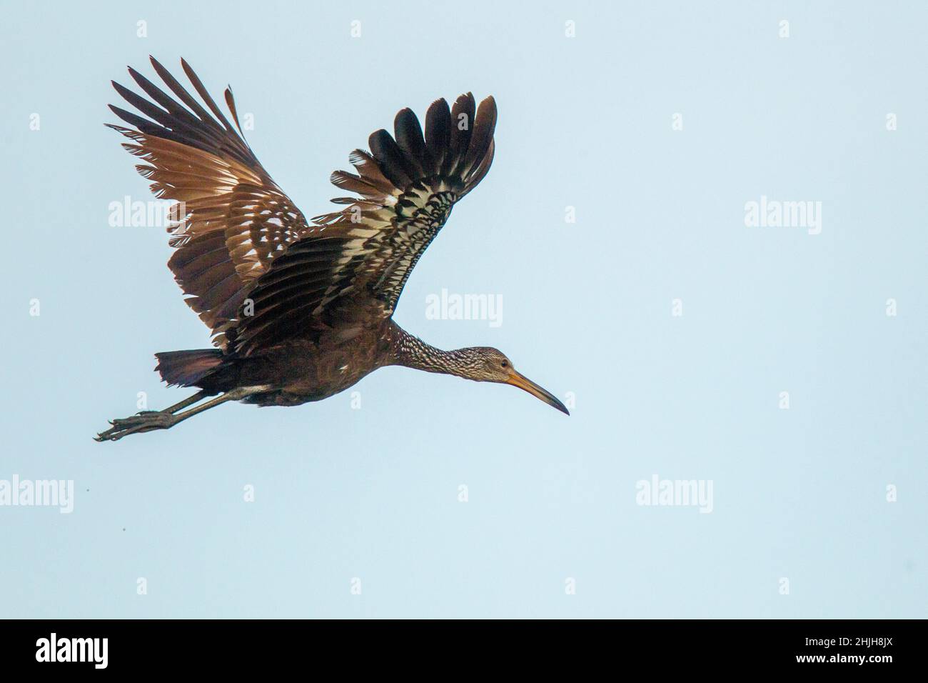 Limpkin Aramus guarauna San Blas, Nayarit, Mexiko 6. März 2018 Erwachsener im Flug. Aramidae Stockfoto