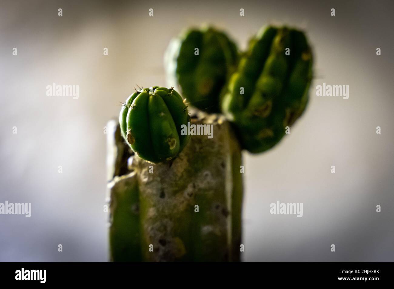 Selektive Fokusaufnahme des wachsenden Kaktus Stockfoto