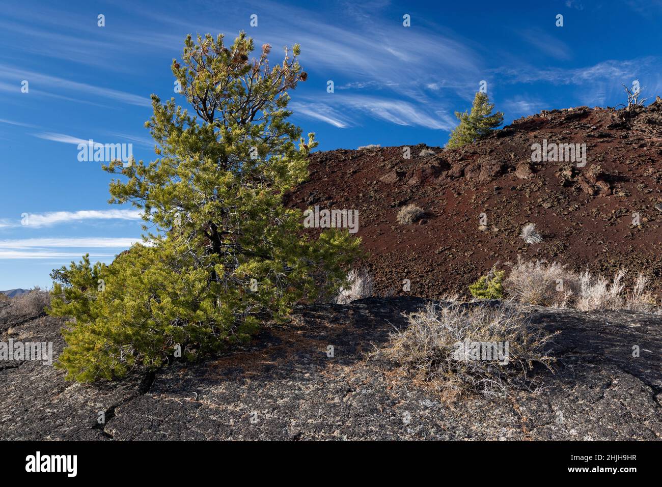 Limberkiefern und Bodenvegetation wachsen aus einem Druckkamm aus Lava entlang des Broken Top Loop. Craters of the Moon National Monument, Idah Stockfoto