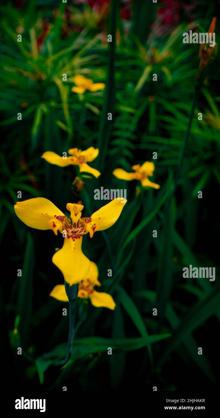 Nahaufnahme der gelben Wildblume im tropischen Park. Das Bild perfekt für Flugblatt, Naturplakat, Naturförderung und Reisende. Stockfoto