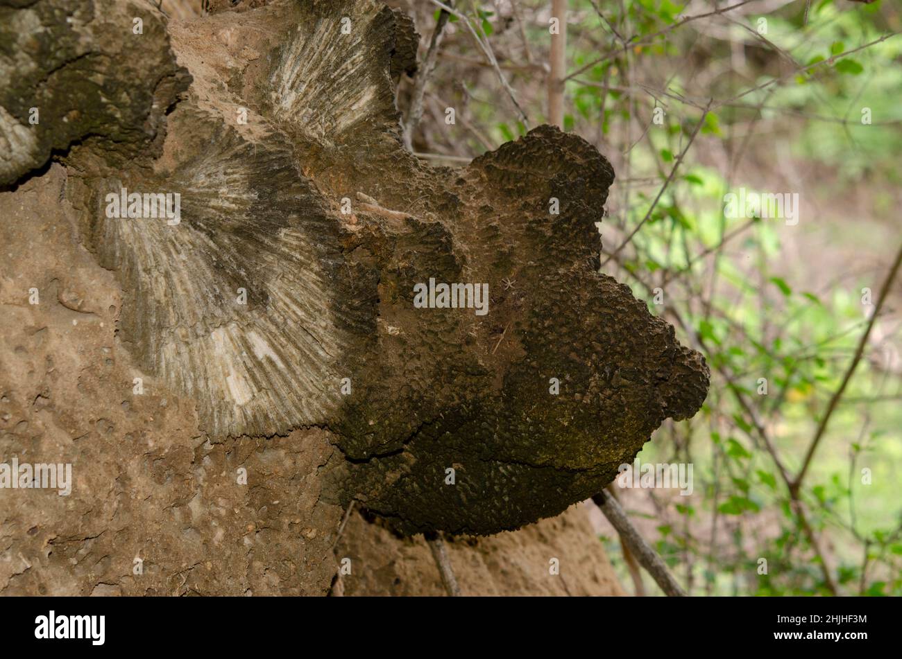 Korallenfossilien, eingebettet in Gestein in einem Wald in einer beträchtlichen Höhe über dem Meeresspiegel, West Bali National Park, in der Nähe von Menjangan Island, Buleleng, Bali, Indones Stockfoto