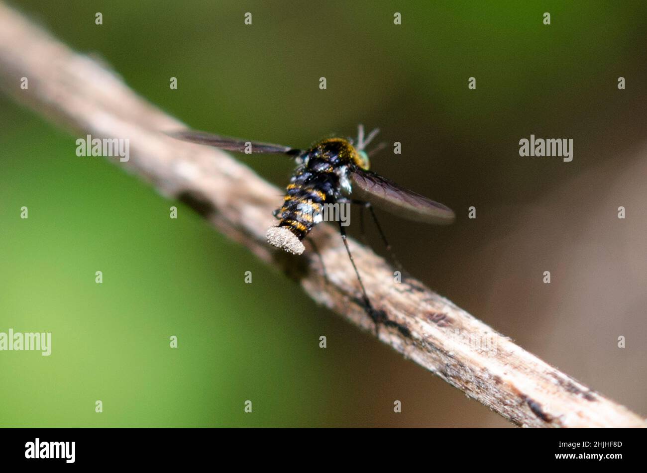 Humboldtfliegen, Bombyliidae Familie, mit pollenbedecktem Schwanz, West Bali Nationalpark, in der Nähe der Menjangan Insel, Buleleng, Bali, Indonesien Stockfoto