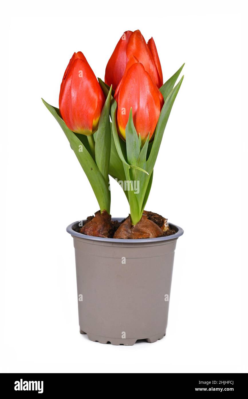 Rote Tulpe „Tulipa Red Paradise“ in Blumentopf auf weißem Hintergrund Stockfoto