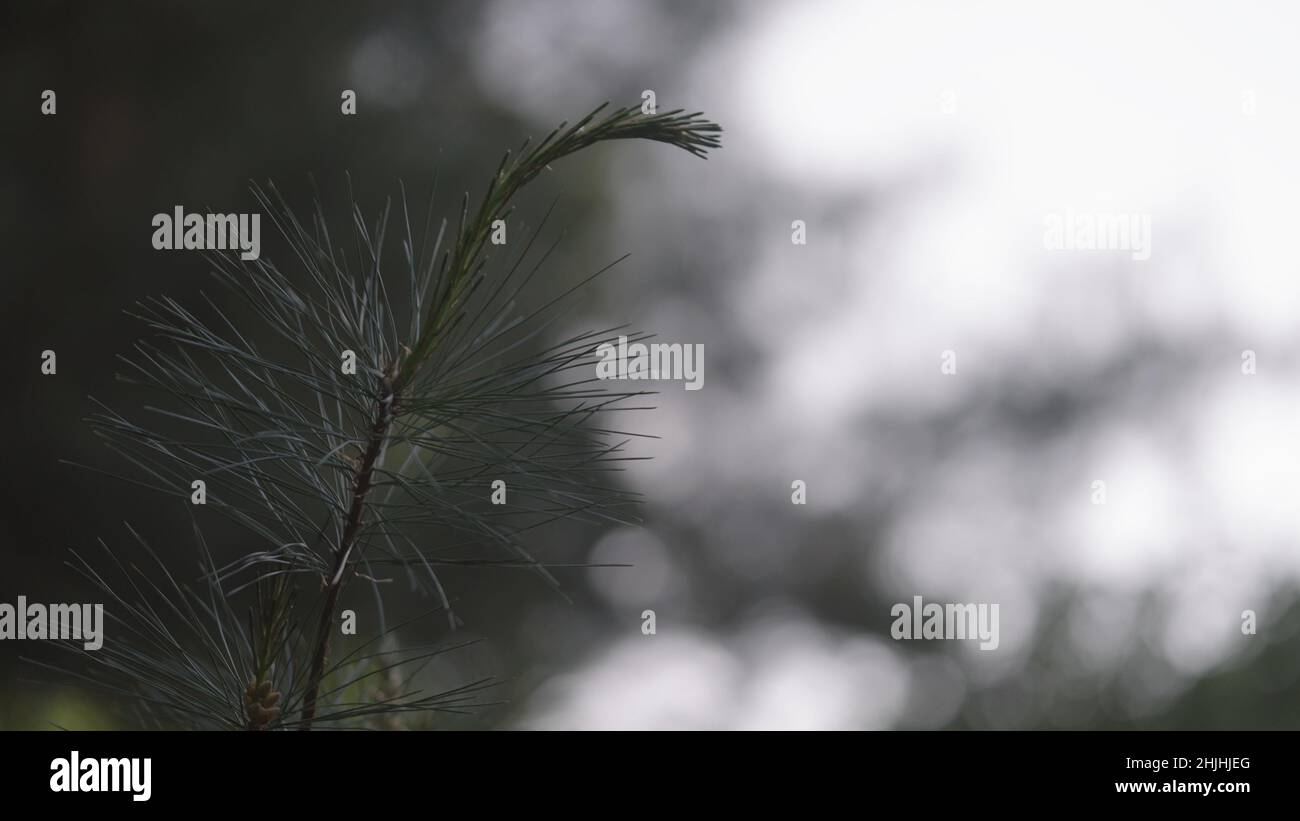 Pinus wallichiana Zweige in der Nähe, breites Foto Stockfoto