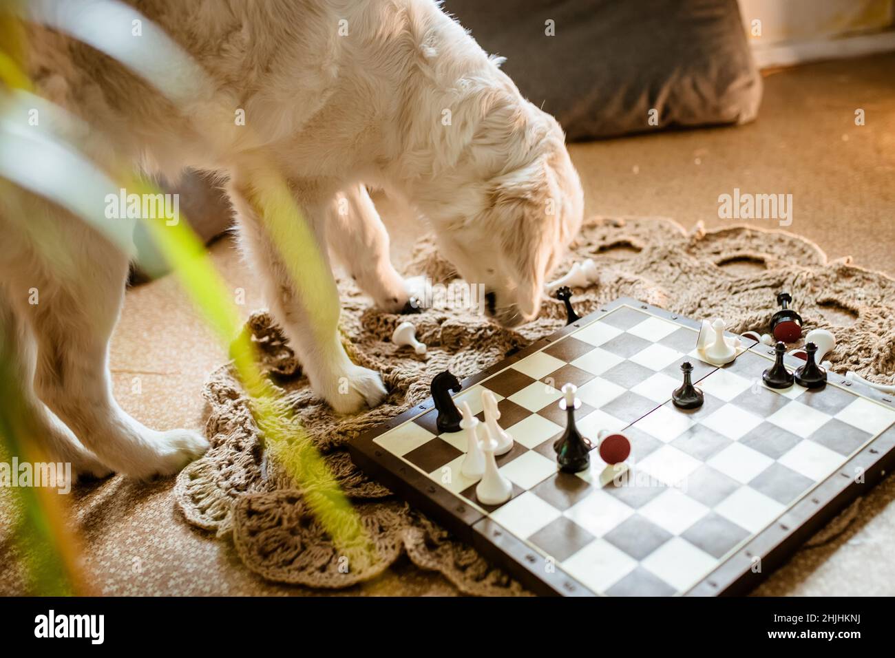 Hund steht in der Nähe des Schachbretts zu Hause Stockfoto
