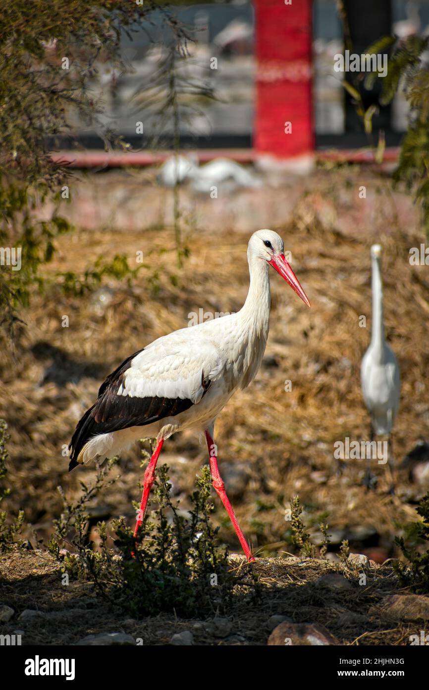 Weißstorch läuft in einem kleinen Teil des Landes mit einigen Bäumen zwischen dem Seeufer. Stockfoto