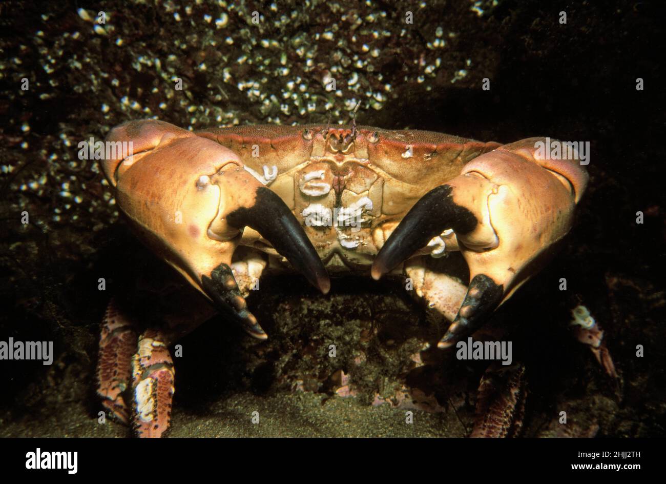 Essbare Krabbe (Cancer Pagurus) in ihrem felsigen Meeresboden-Habitat, Großbritannien. Stockfoto