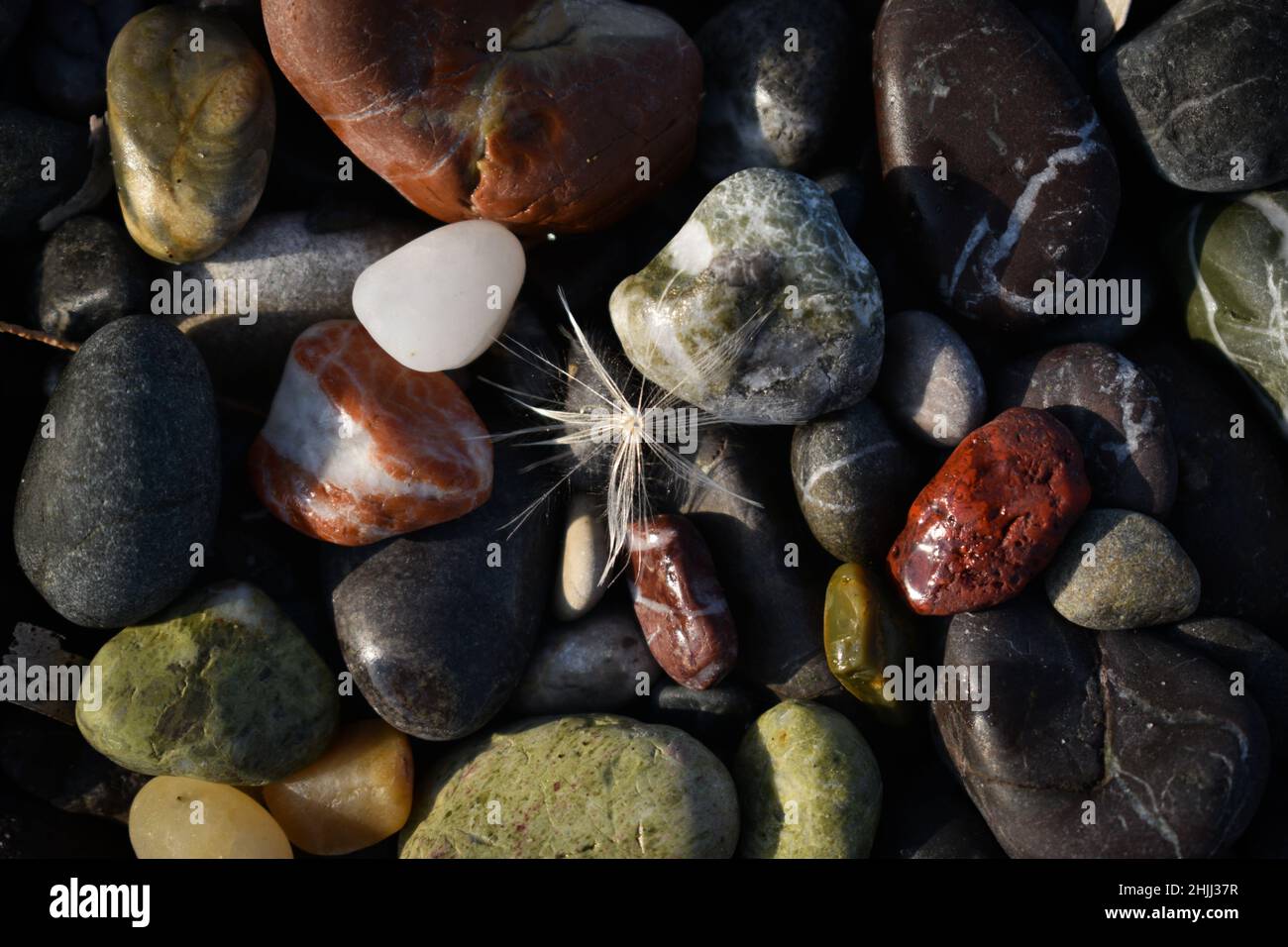 Bunte Kieselsteine und eine Blume am Strand. Stockfoto