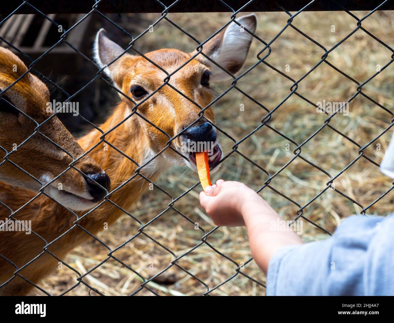 Füttern der Hirsche im Zoo. Der Hirsch im Zaun frisst ein Karottenstück, das von der Hand des Kindes gefüttert wird. Stockfoto