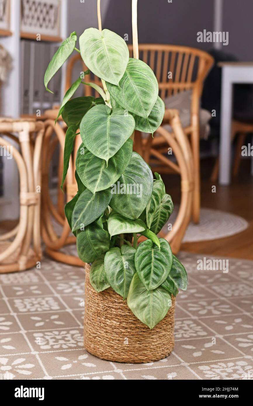 Vergossene „Syngonium macrophyllum Frosted Heart“-Zimmerpflanze, die im Wohnzimmer auf einer Stange klettert Stockfoto