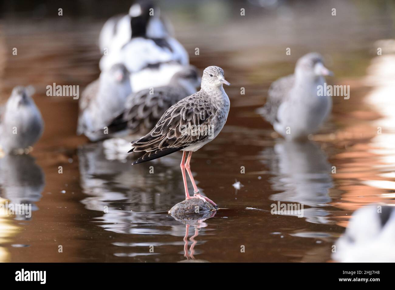 28. Januar 2022, Schleswig-Holstein, Bimöhlen: Ein Ruff (Calidris pugnax) steht neben anderen Vögeln auf einem Stein in einem Teich in seiner Voliere im Wildpark Eekholt. Foto: Jonas Walzberg/dpa Stockfoto