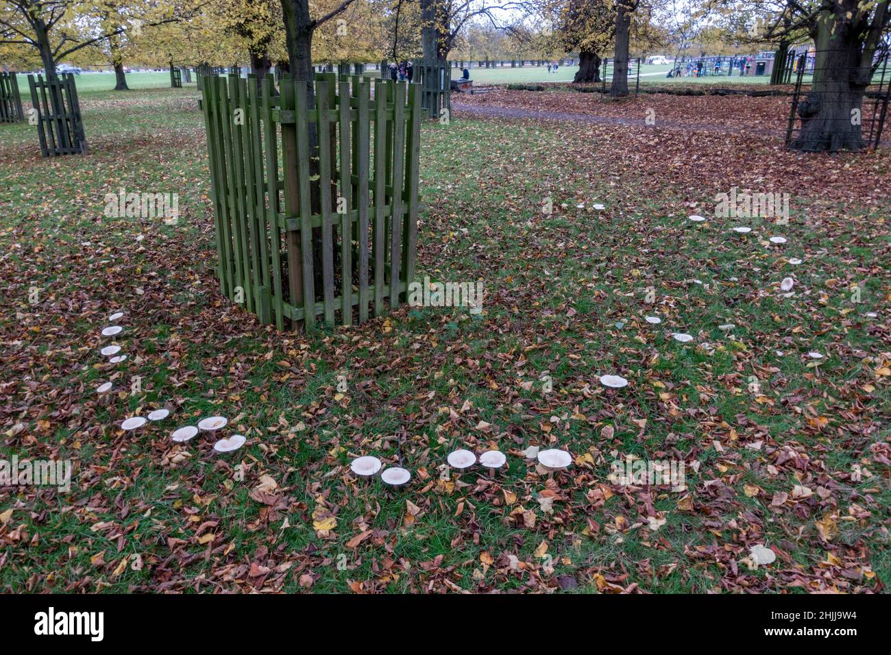 Eine Pilzfee kreide um einen Baum im Bushy Park, London, Großbritannien. Stockfoto
