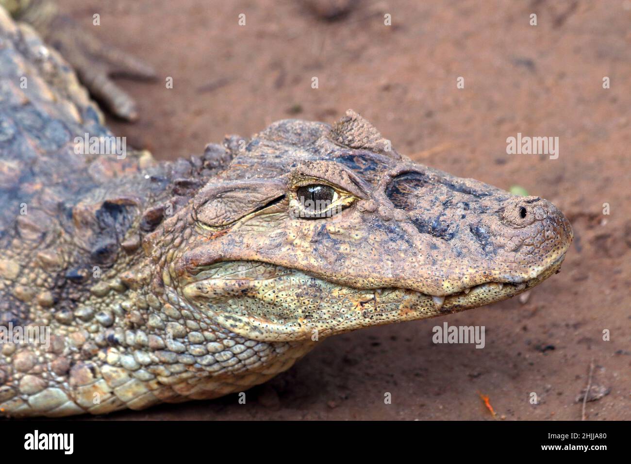 Nahaufnahme mit Schwerpunkt auf dem Gesicht des breitschnupfigen Caiman (Caiman latirostris) auf einem bräunlich feuchten Erdhintergrund Stockfoto