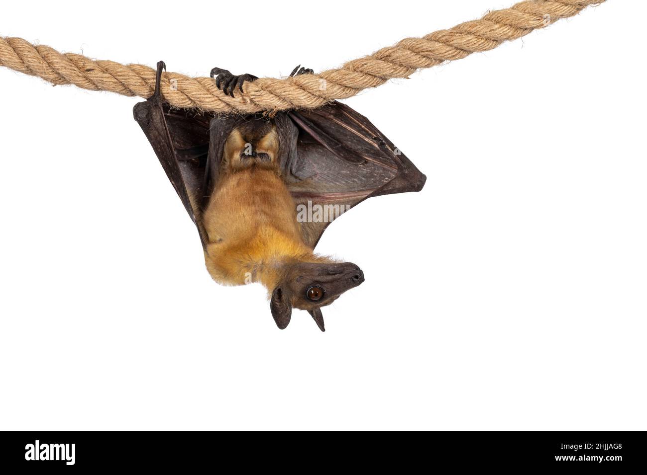 Junger erwachsener Flughund, Fruchtfledermaus alias Megabat von chiroptera, hängend mit der Kamera auf Sisalseil, beide Flügel gefaltet. Blick zur Seite weg von Stockfoto