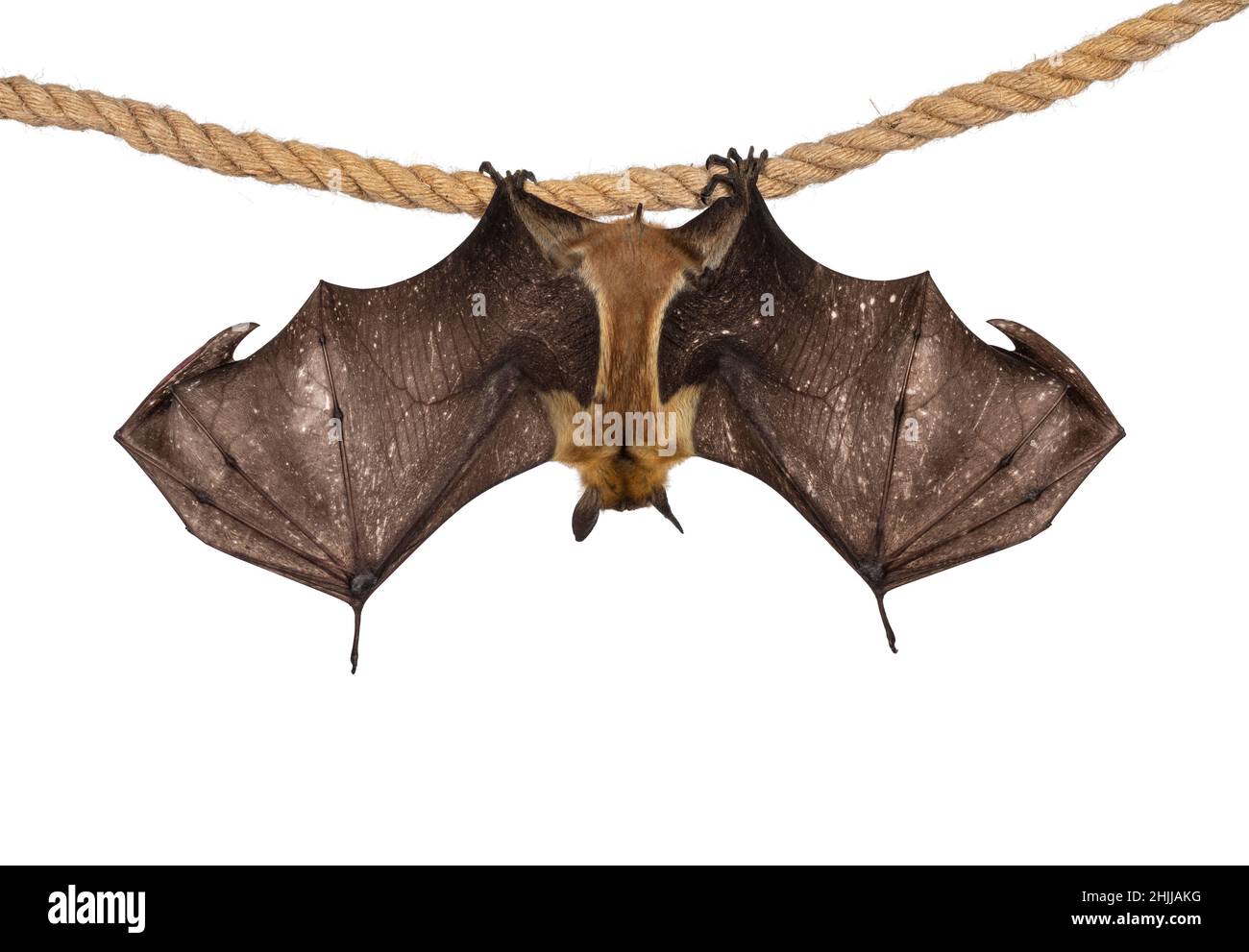 Junger erwachsener Flugfuchs, Fruchtfledermaus alias Megabat von chiroptera, der rückwärts an Sisalseil hing, wobei beide ausgebreitet die Knochenstruktur zeigten. Isoliert Stockfoto