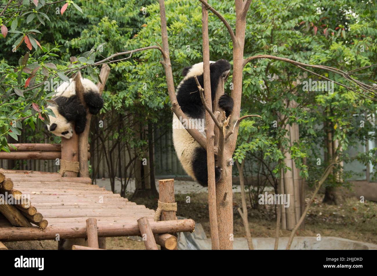 China, Sichuan, Panda-Basis Chengdu Stockfoto